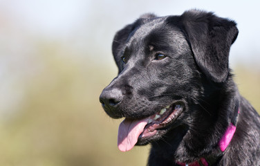 Black labrador retriever dog
