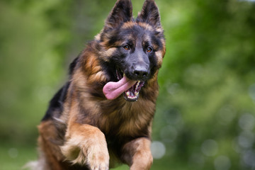 German shepherd dog