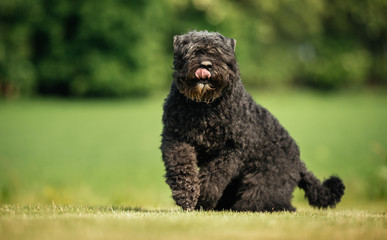 Dog outdoors in nature