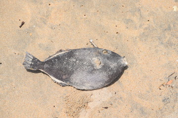 gestrandeter getrockneter Fisch