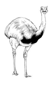 ostrich drawn in ink by hand in full growth on a white background