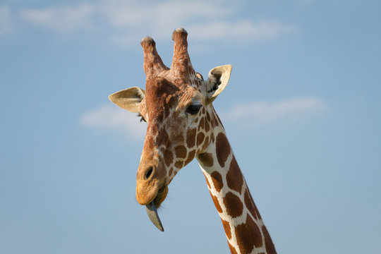 Giraffa © Michal