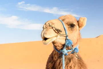 Acrylic prints Camel Camel in Erg Chebbi Sand dunes near Merzouga, Morocco