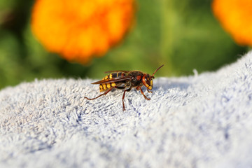large wasp hornet