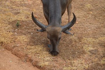 Kopf einer Kuh mit großen Hörnern