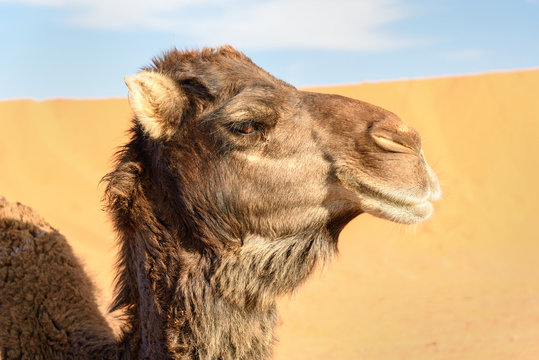 Camel in Erg Chebbi Sand dunes near Merzouga, Morocco