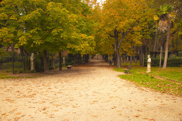 yellow autumn trees. season. autumn walks. a park . autumn alley