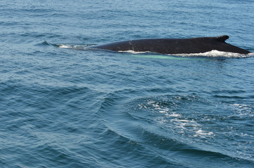Humpback Whale surfacing