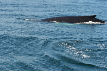 Obraz premium Humpback Whale surfacing