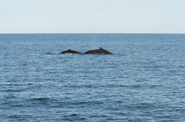 Fototapeta premium Humpback Whale Mother and Calf