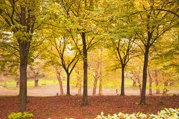 yellow autumn trees. season. autumn walks. a park . autumn alley