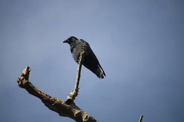 Corbeau