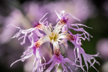 Ugly and amazing purple flower
