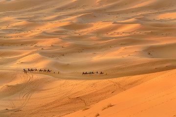 Fototapeta na wymiar Caravan of Camels in Erg Chebbi Sand dunes near Merzouga, Morocco