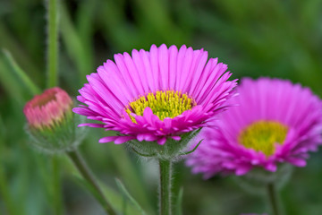 Obraz premium Amazing beauty purple flower on green background