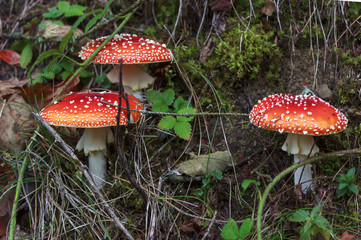  three poisonous mushroom amanita among dry grass and leaves