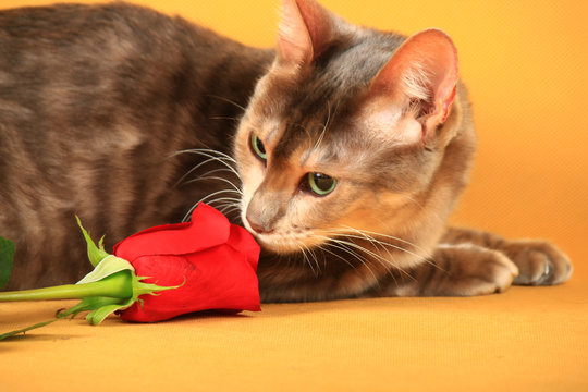 Blue Toiger lies on a yellow background and sniffs a rose