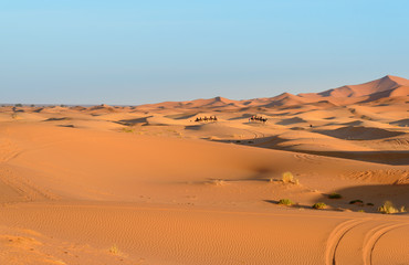 Fototapeta na wymiar Caravan of Camels in Erg Chebbi Sand dunes near Merzouga, Morocco