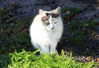 Naklejka na ściany i meble white cat near the green grass in the sun