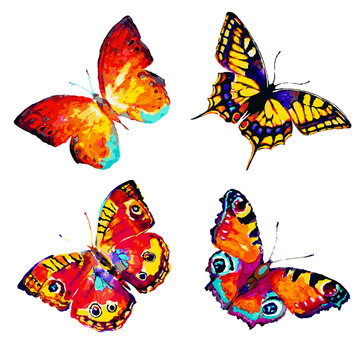 beautiful orange  butterflies, watercolor,isolated on a white
