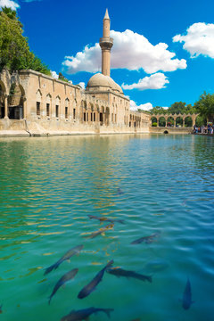 Balikli G&ouml;l (Karpfenteich) in Sanliurfa, T&uuml;rkei