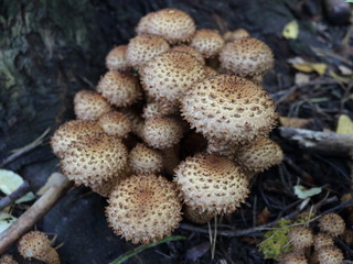 Mushrooms (pholiota squarrosa) in the forest