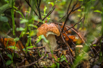 boletus
