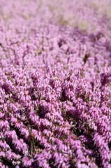 Beautiful purple heather cover in a field full of spring sunlight. Soft focused natural seasonal...