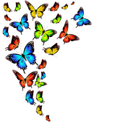beautiful color butterflies,set, isolated  on a white