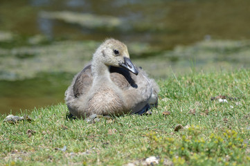 Geese at the pond