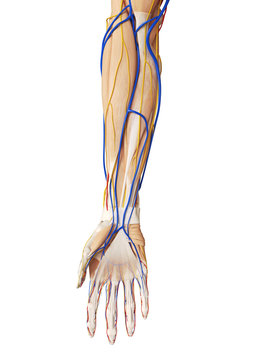 3d rendered medically accurate illustration of the arm anatomy