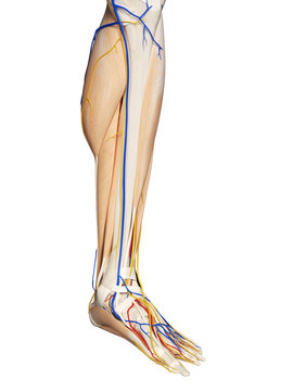 3d rendered medically accurate illustration of the foot anatomy