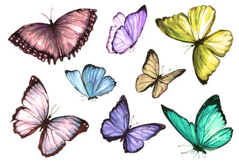 A collection of drawings of a butterfly handmade made in watercolor.