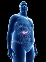 3d rendered medically accurate illustration of an obese mans pancreas