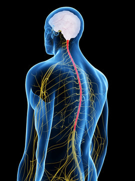 3d Rendered Medically Accurate Illustration Of The Spinal Cord