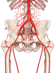 3d rendered medically accurate illustration of the hip arteries