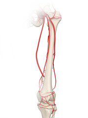 3d rendered medically accurate illustration of the leg arteries