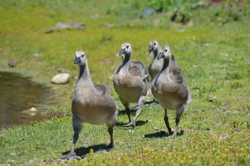 Geese at the pond