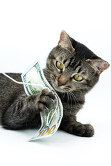 Cat with cash