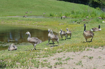 Geese at the pond