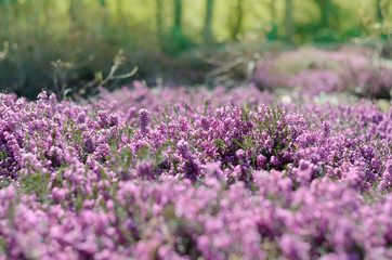 Obraz premium Beautiful purple heather cover in a field full of spring sunlight. Soft focused natural seasonal background