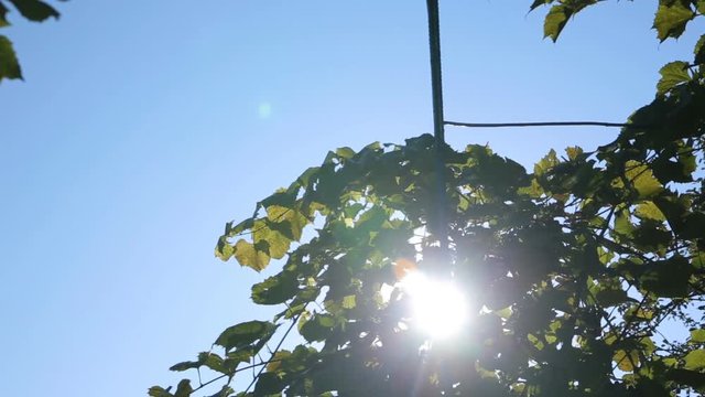 Sunlight and lens flare,tree leaves