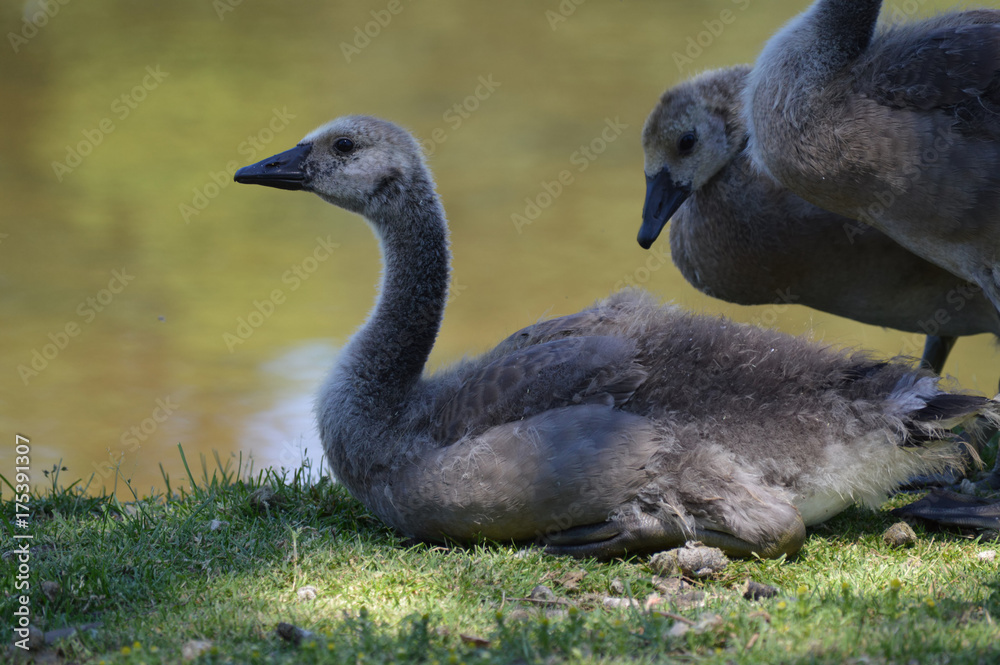 Poster Geese at the pond