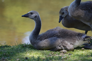Geese at the pond