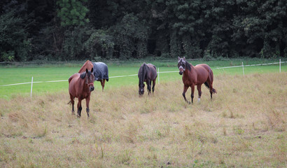 Pferd, Pferde auf Koppel 