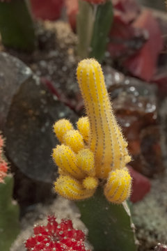 Cactus in warmhouse