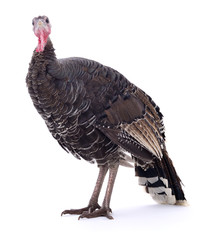 Dark turkey isolated