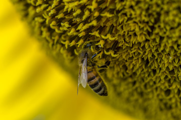 Honeybee collects pollen from sunflower