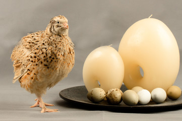 Quail of the Manchurian breed near the dish with candles and quail eggs