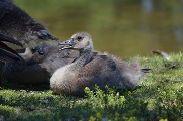 Geese at the pond